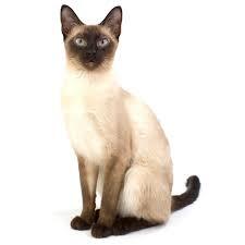 Danial Siamese Home