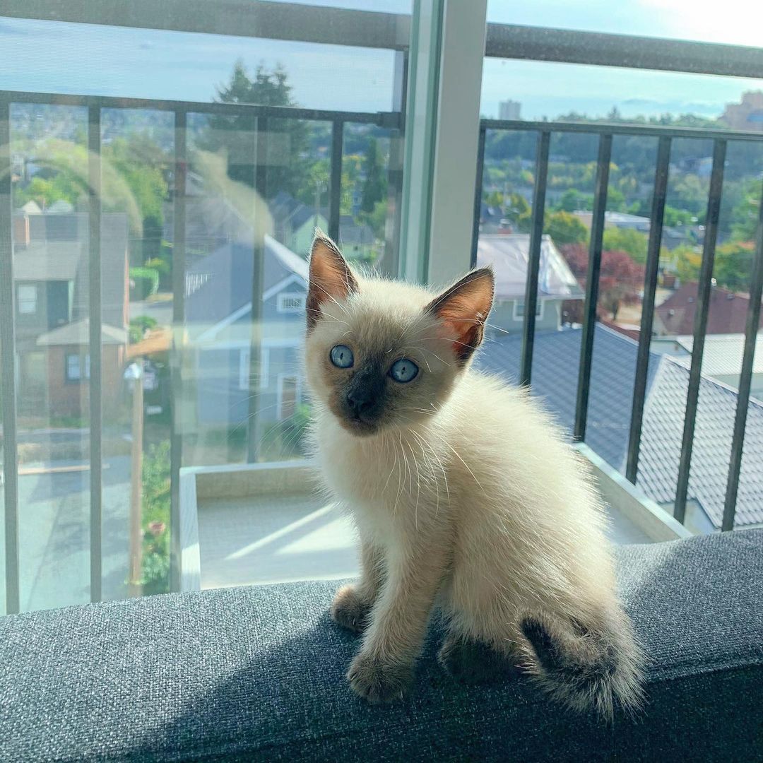 Siamese kittens near me