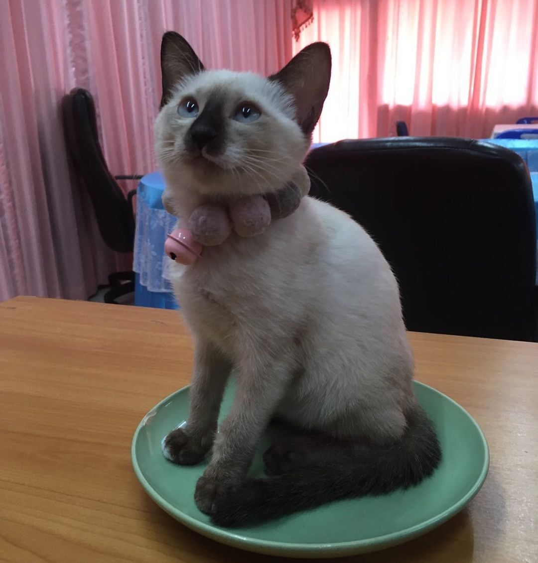 Siamese kittens for sale