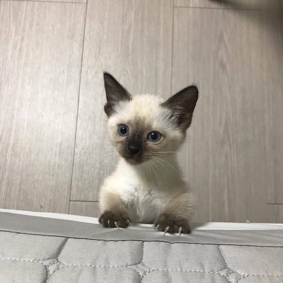 Healthy Siamese kittens